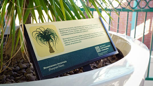Information plaque in a large potted plant with printed images and educational information.